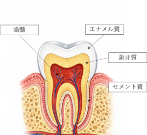 歯の解剖、エナメル質、象牙質、セメント質、歯髄